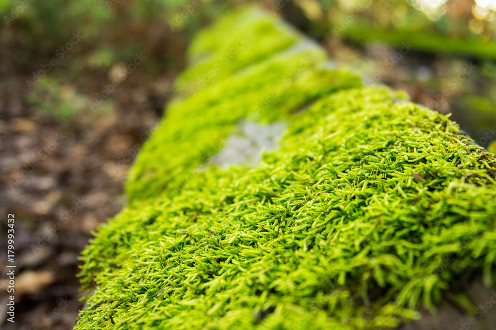 Obraz premium Moss