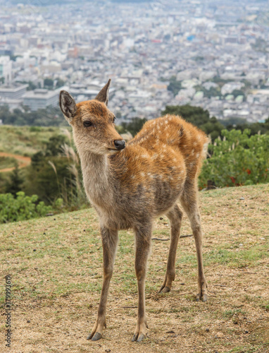 Nara town in Japan. Famous for history and wild deer