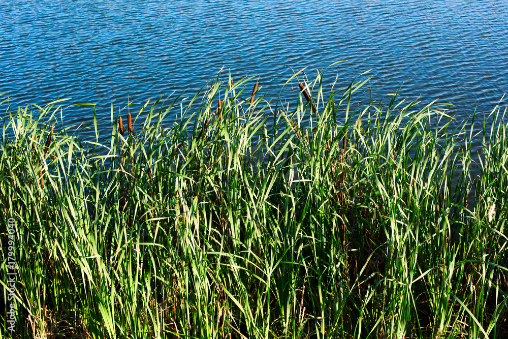 Scirpus on the river bank Scirpus on the river bank