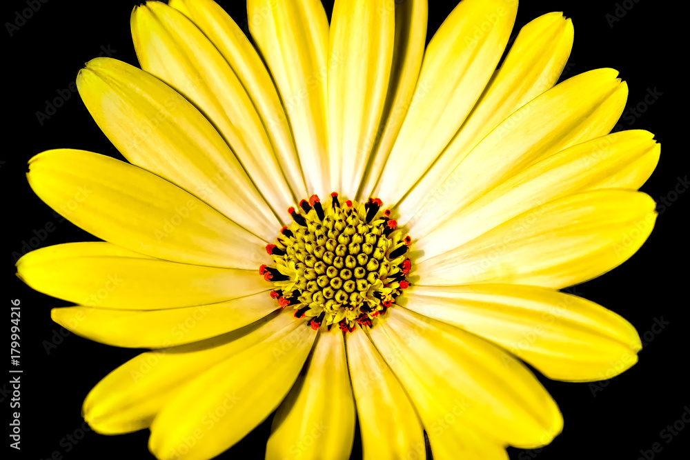 Yellow Daisy Flower Yellow Green Center Yellow Daisy Flower Yellow Green Center