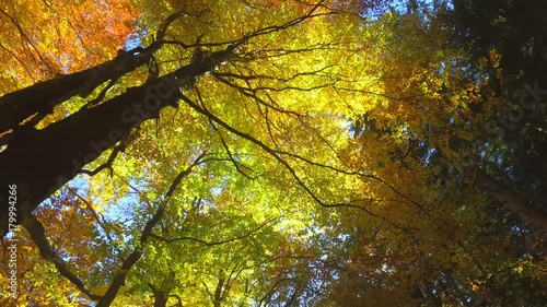 4K - Faggi in autunno con raggi di sole photo