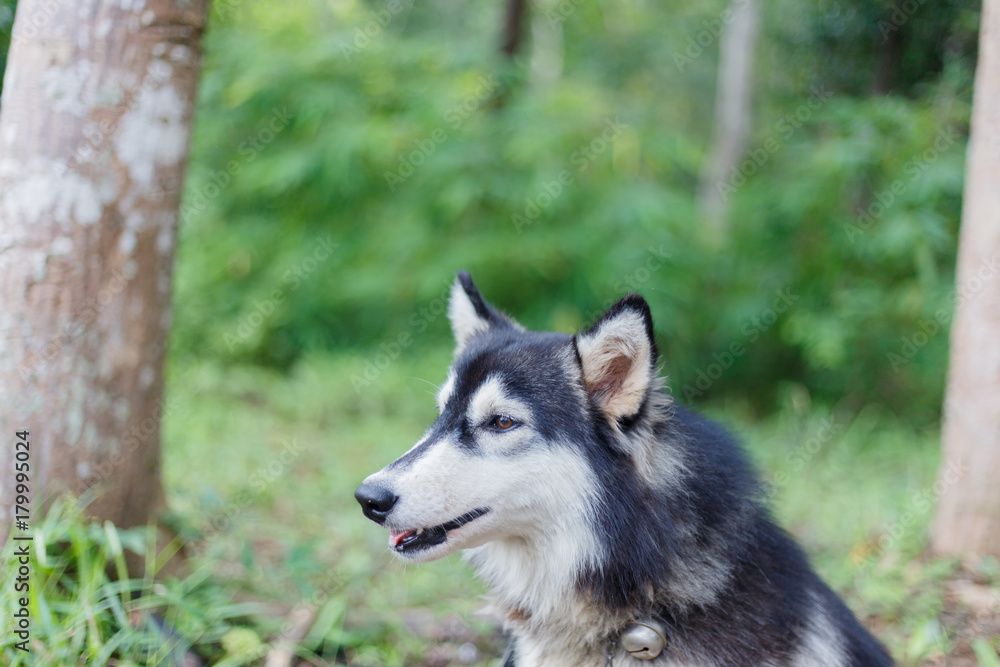 Close-up siberian husky Blurred or blurry soft focus, Portrait of siberian husky select focus or out focus