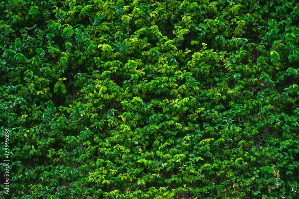 green leaves wall or tree fence for background green leaves wall or tree fence for background