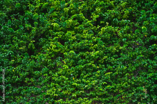 Fototapeta Naklejka Na Ścianę i Meble -  green leaves wall or tree fence for background