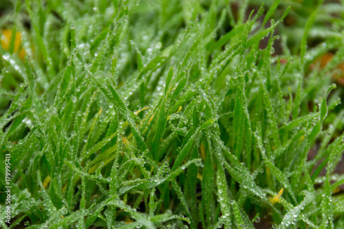 Water drops on green grass