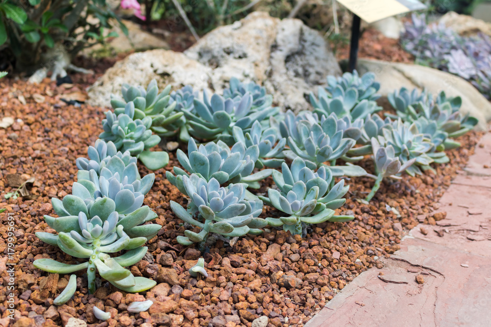 Group of flaming katy on gravel growing in greenhouse. Group of flaming katy on gravel growing in greenhouse.