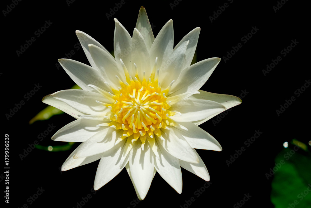 lotus flower in the garden lotus flower in the garden