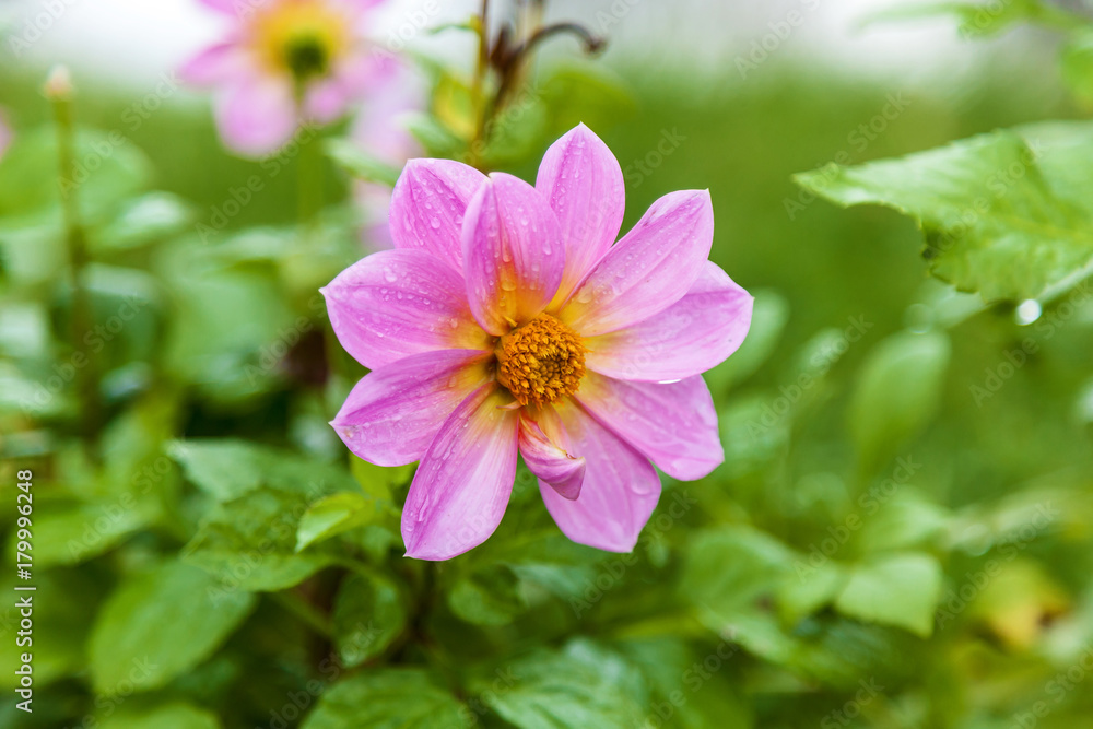 raindrops on a pink flower, detail of beautiful pink flower with raindrops raindrops on a pink flower, detail of beautiful pink flower with raindrops