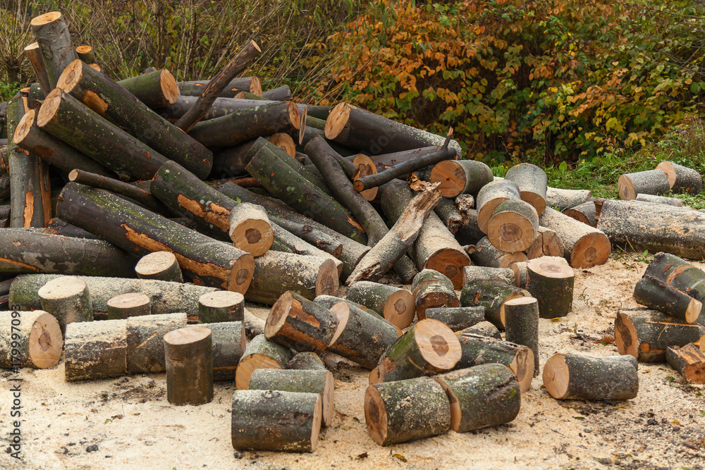 sawed parts of a tree, Tree logs on the grass. sawed trunk, beech tree sawed parts of a tree, Tree logs on the grass. sawed trunk, beech tree