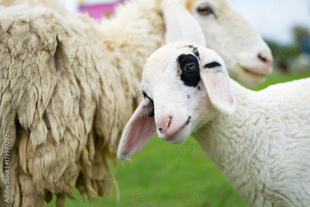Fototapeta premium close up smile sheep in the farm
