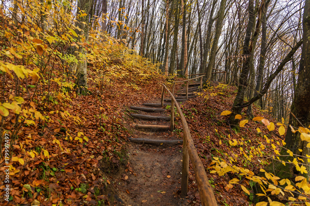 path in the autumn forest, wooden steps in the autumn forest, Pathway through the autumn forest path in the autumn forest, wooden steps in the autumn forest, Pathway through the autumn forest