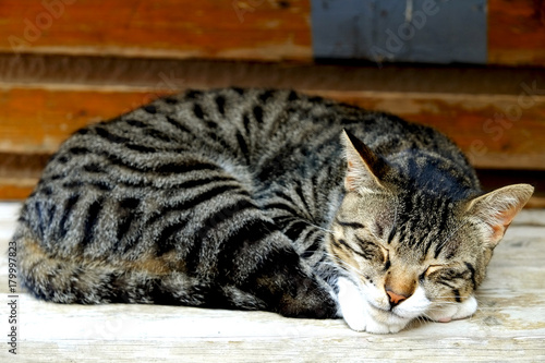 Sweet sleepy cat on the street on wooden background 
