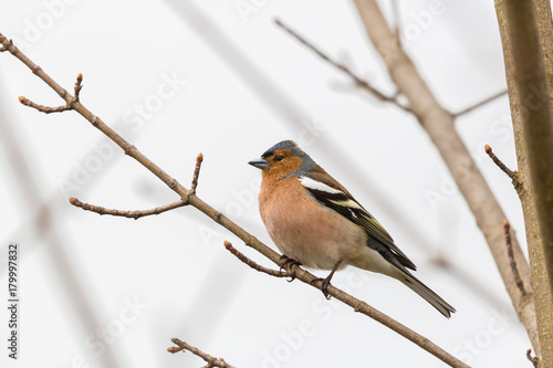 natural male common chaffinch (fringilla coelebs) standing on tiny branch