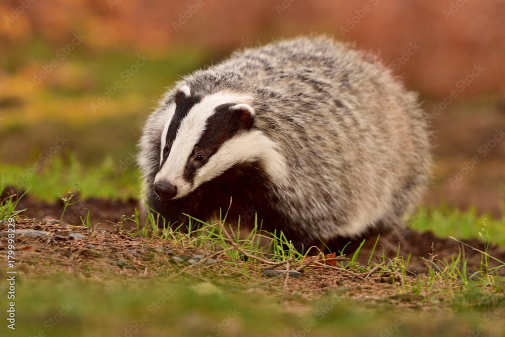 Beautiful European badger (Meles meles - Eurasian badger) in his natural environment in the autumn forest and country Beautiful European badger (Meles meles - Eurasian badger) in his natural environment in the autumn forest and country