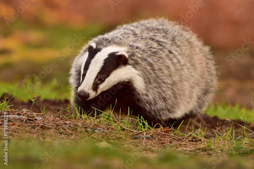 Beautiful European badger (Meles meles - Eurasian badger) in his natural environment in the autumn forest and country