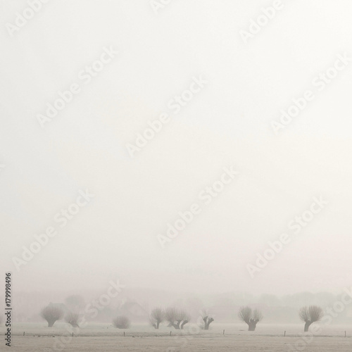 row of willows in mist near Werkhoven in the dutch province of utrecht photo