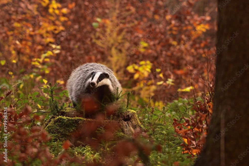 Obraz premium Beautiful European badger (Meles meles - Eurasian badger) in his natural environment in the autumn forest and country