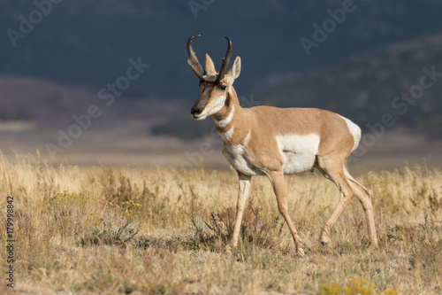 Pronghorn Antelope buck on the Prairie © natureguy