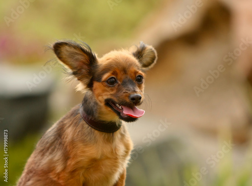 Portrait of a redhead with a black puppy close-up. A small dog with his tongue hanging out. Long-haired Russian toy terrier. A pet is on a blurry background.