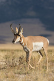 Pronghorn Antelope buck on the Prairie