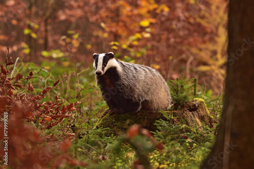 Foto Beautiful European badger (Meles meles - Eurasian badger) in his natural environ