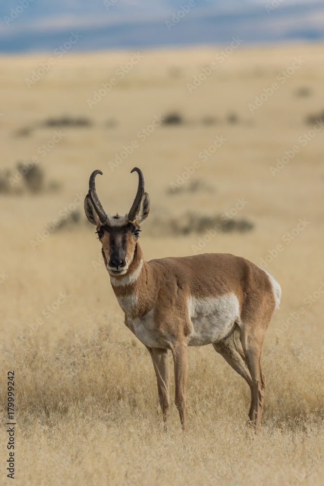 Pronghorn Antelope buck on the Prairie Pronghorn Antelope buck on the Prairie