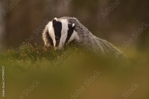 Beautiful European badger (Meles meles - Eurasian badger) in his natural environment in the autumn forest and country © Lukas