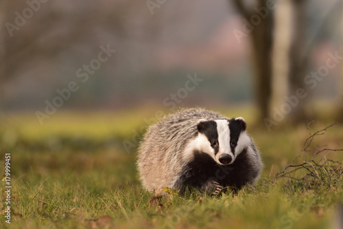 Running beautiful European badger (Meles meles - Eurasian badger) in his natural environment in the autumn forest and country © Lukas
