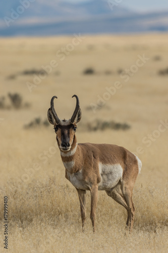 Pronghorn Antelope buck on the Prairie