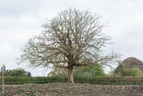 Obraz na plátne Formidable tree