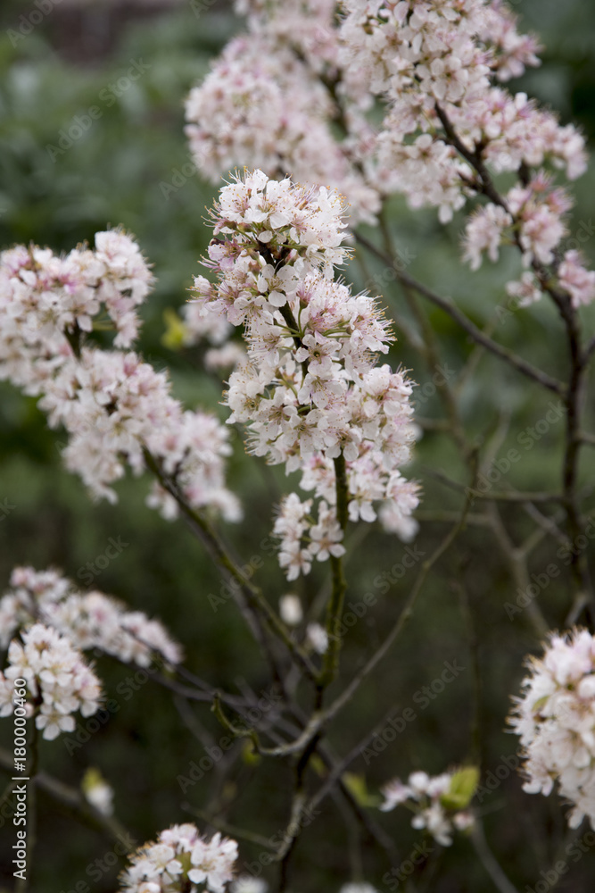 Prunus maritima