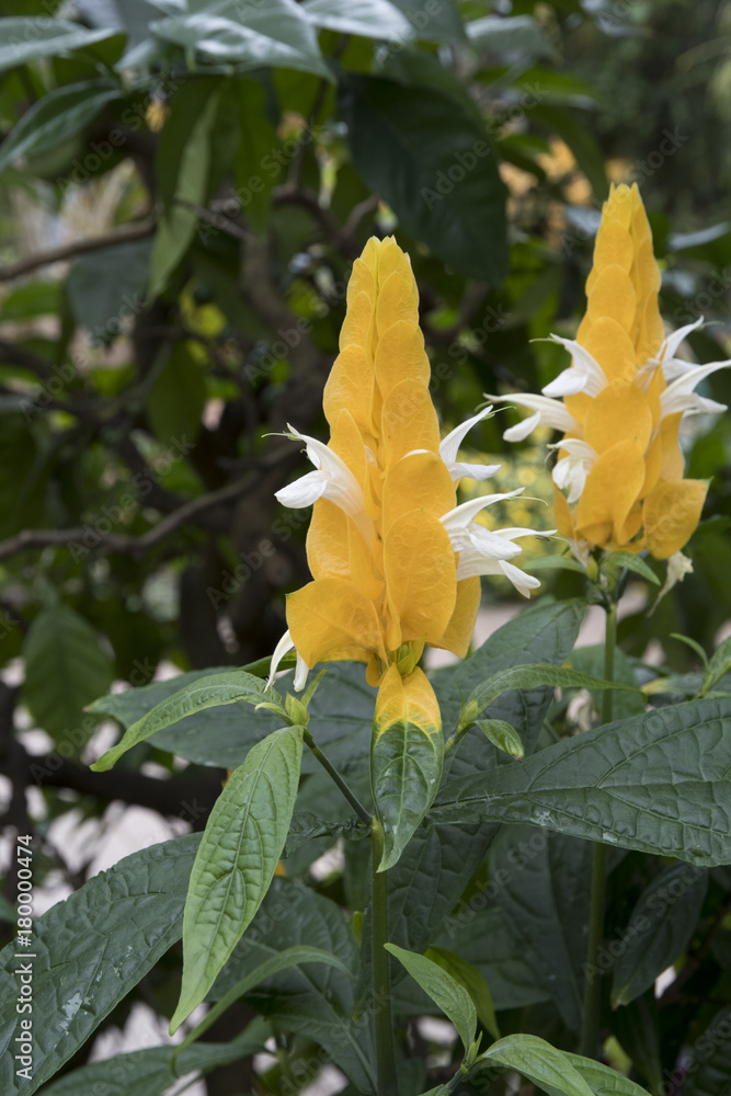 Pachystachys lutea Pachystachys lutea
