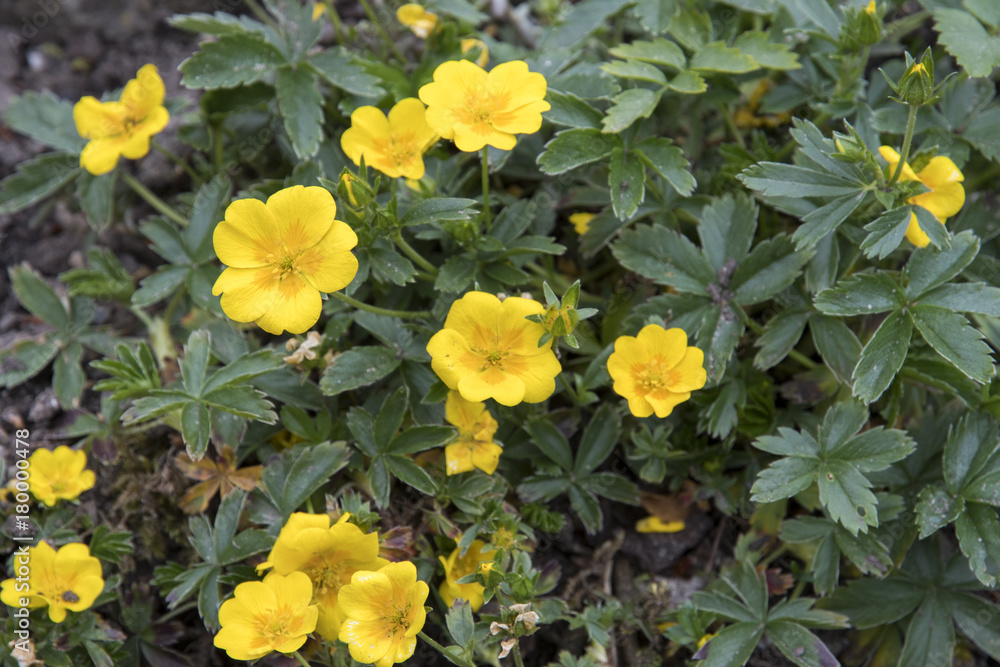 Obraz premium Potentilla aurea 'Goldklumpen'