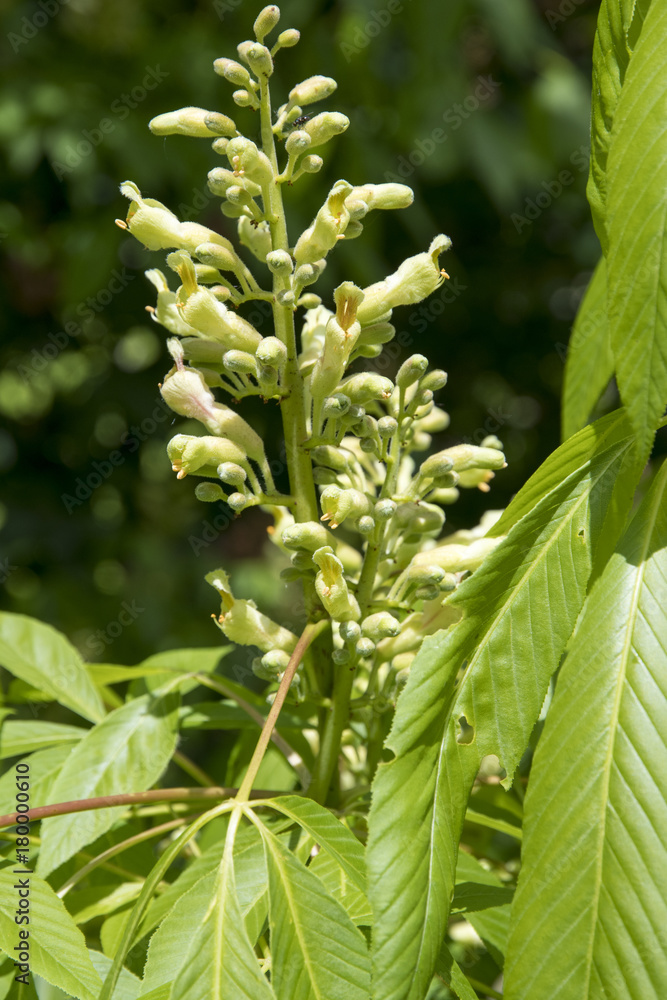 Aesculus x neglecta (Aesculus glaucescens) Aesculus x neglecta (Aesculus glaucescens)