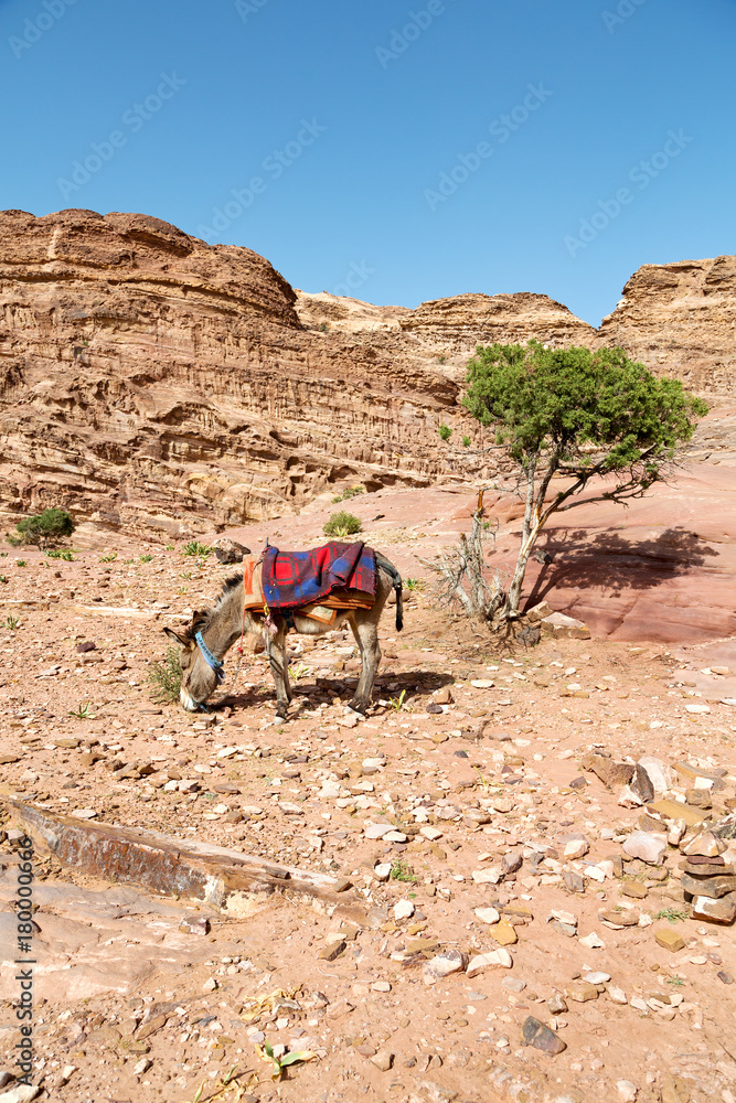 waiting for the tourist near the antique mountain a donkey waiting for the tourist near the antique mountain a donkey