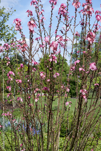 Alchornea davidii photo