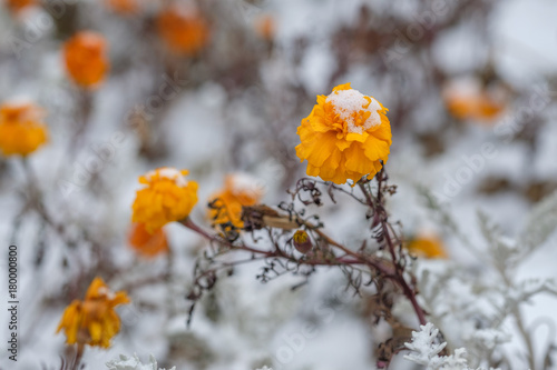 Yellow flowers in the snow © doartdee