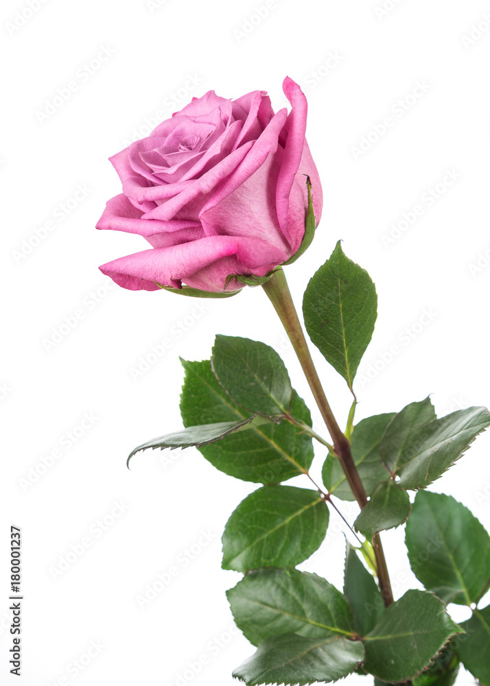 Fototapeta premium Image with rose