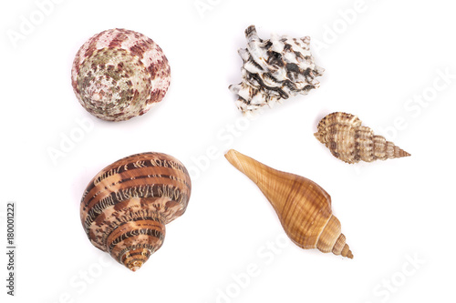 Seashells collection isolated on a white background