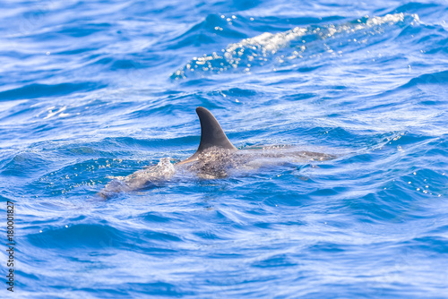 Spinner dolphin, Stenella longirostris, dolphin swimming in Pacific ocean 