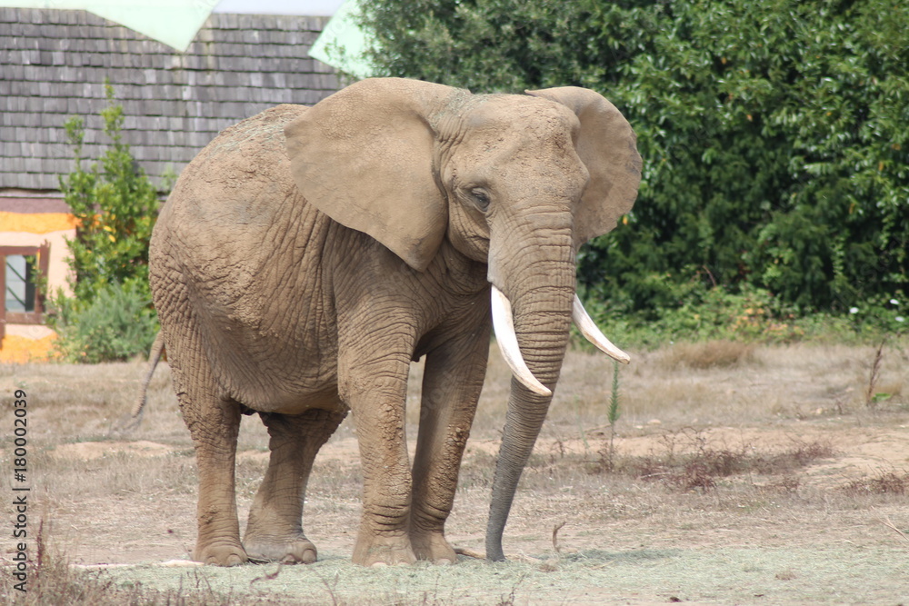 Obraz premium elephant