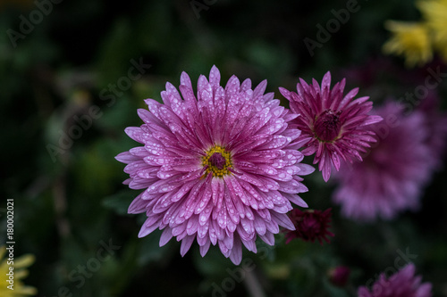 Chrysanthemum - herbaceous perennials and annuals of the family Astropey or Asteraceae.