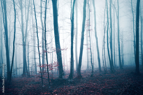 Fantasy dark blue red colored foggy forest tree landscape. Color filter effect used. 