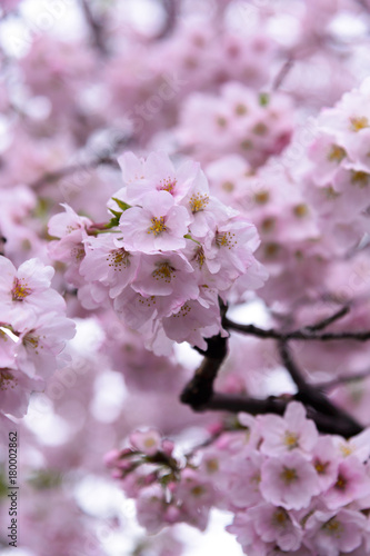 Japanese cherry Blossom (Sakura tree) spring season or hanabi season in japan, outdoor garden background © lukyeee_nuttawut