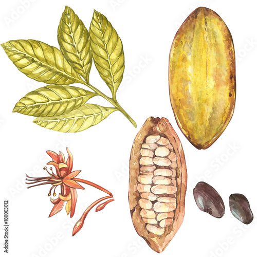 Set of botanical illustration. Watercolor cocoa fruit collection isolated on white background. Hand drawn exotic cacao plants