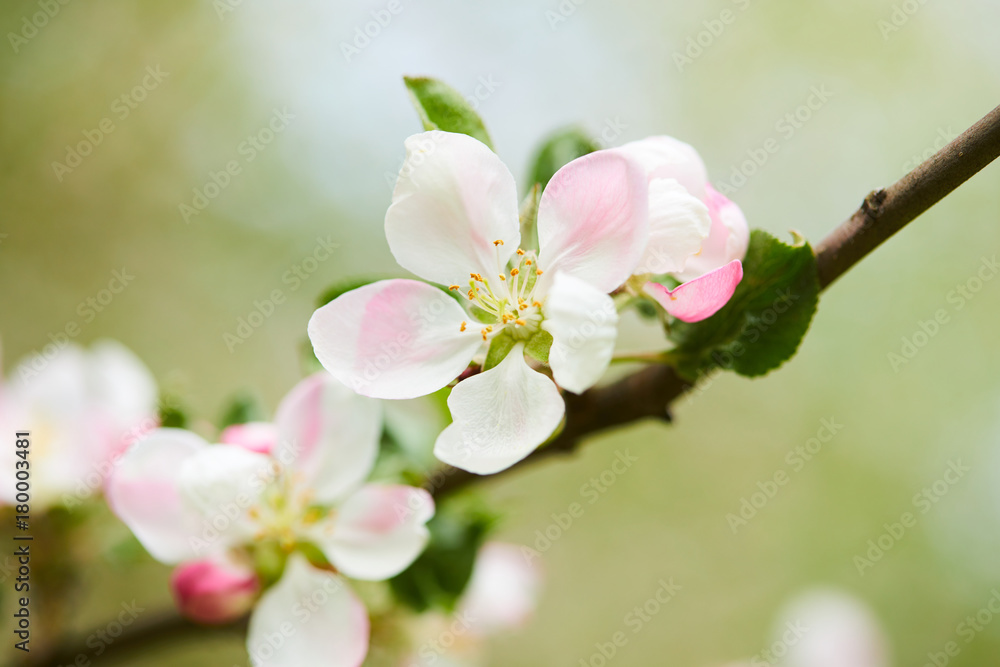 Obraz premium apple blossom closeup