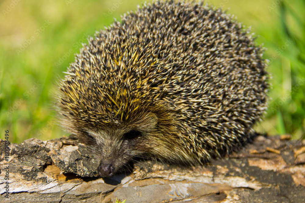 Fototapeta premium Young prickly hedgehog on the log