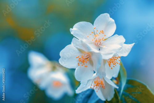 Jasmine Flower against blue sky
