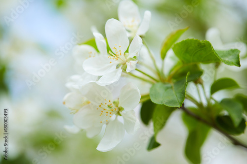 apple blossom closeup
