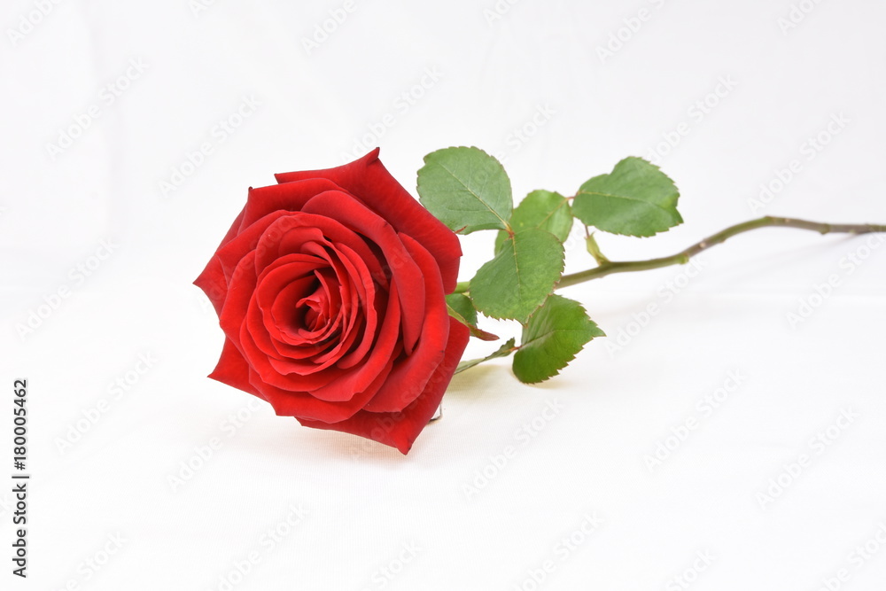 Naklejka premium leżący kwiat